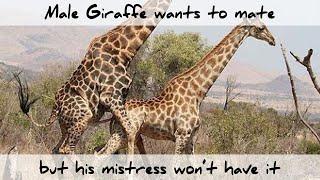 Male Giraffe wants to mate but his Mistress won't have it