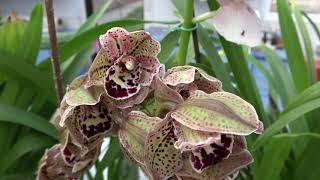 Cymbidium Cali Night , Cymbidium Surveley 'The Joker' , Cymbidium Vogel`s Magic