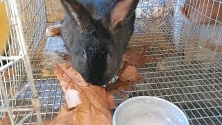 Feeding Meat Rabbits Dried Leaves: An Abundant, Healthy Food During The Winter