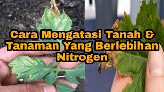 Cara mengatasi Tanah & Tanaman Yang Berlebihan Nitrogen