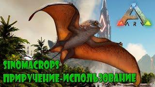 Синомакропс приручение, управление, среда обитания ARK: Survival Evolved #Sinomacrops #Синомакропс