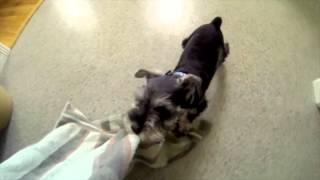 Mini Schnauzer Puppy Chases a Towel