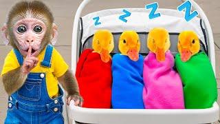 KiKi Monkey challenge doing rescue and take care of Five Colorful Cute Ducklings | KUDO ANIMAL KIKI