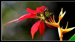 Peaceful and Relaxing Instrumental Music, "Wildflowers" Photography by Dr. Prakash Gouda