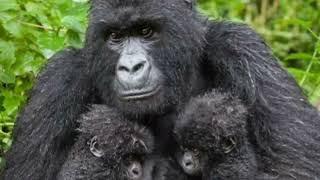 Adventure Gorilla Safaris