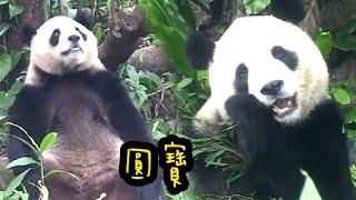 圓寶戶外上班好開心，坐在草堆好可愛|熊貓貓熊The Giant Panda Yuan Yuan and Yuan Bao|台北市立動物園