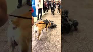 Dog meets robot dog #shorts