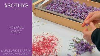 La science Sothys Paris : Les polyphénols de fleur de safran