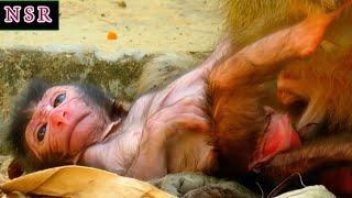 Soothing Nature Sounds and Peaceful Newborn Baby Monkey