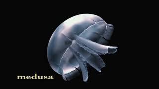 Cnidarian Animation - Polyp and Medusa