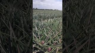 kebun nanas LAMPUNG terluas di INDONESIA