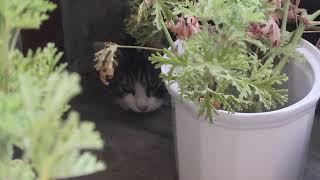 Funny Cats - Cute Kitten Hides Behind a Plant