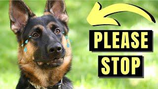 7 Ways You Can Emotionally Hurt Your German Shepherd