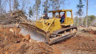 Old Cat D8H Dozer Ripping Out Stumps