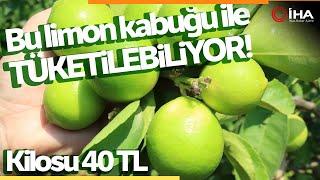 Doğa Dostu Bahçesinde Yetiştirilen Yeşil Limonun Kilosu: 40 TL