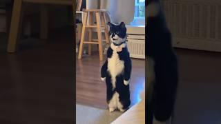 Mischievous cat #funny #cuteanimls #cat #cute