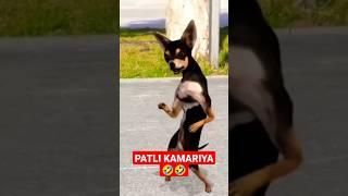 PATLI KAMARIYA  FUNNY ANIMAL VIDEO  #patlikamariya #animals #funny #cat #trending