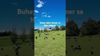 Buhay dairy farmer sa new zealand  @dairyfarmernz