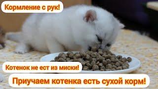 Как приучить котенка есть сухой корм? Котенок не ест из миски! Кормление котят с рук!