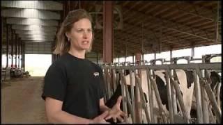 Summer Care: Ensuring Cow Comfort Even in the Hottest Months