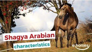 Shagya Arabian Horse  | characteristics, origin & disciplines