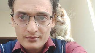 Cute Cat Is In Love With Her Owner She Feels His Shoulder Is Comfortable Place To Take Rest