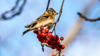 Юрки на рябине. Fringilla montifringilla. Птицы Беларуси.