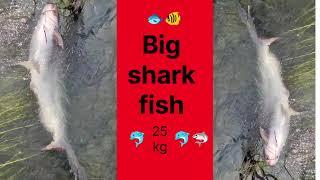 Big shark fish wait & watch #shorts #shortvideo #short