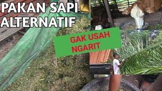 Pakan sapi dari pelepah sawit  | Pakan Alternatif  tanpa ngarit