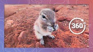 Cape Ground Squirrels Feed and Survey Surroundings For Predators | Wildlife in 360 VR