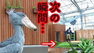 あっ!危ない!! 短い間に2回もヒヤリ!ハシビロコウふたばちゃん!【冬のふたば2425-10】Futaba,the Shoebill   winter  2425-10