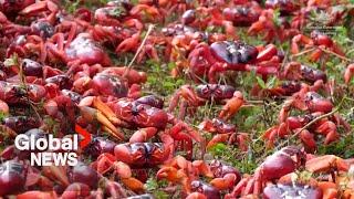 Millions of red crabs begin annual migration on Christmas Island