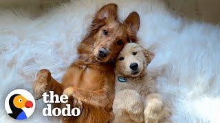 Golden Retriever Finally Gets Her Dream Of Becoming An Older Sister | The Dodo