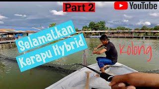 Part 2 Kerapu Sado Hybrid Sabah  l  Taman Mini Akuakultur Ko-Nelayan, Tuaran, Sabah