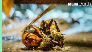 Bees Kill A Giant Hornet With Heat | Buddha, Bees and The Giant Hornet Queen | BBC Earth