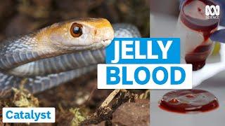 This Is What Snake Venom Does To Blood | Catalyst | ABC Science