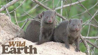 WildEarth - Sunset - 21 May 2021