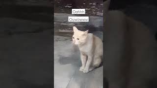 suara kucing jantan memanggil kucing betina #shorts #kucinglucu #catboi92