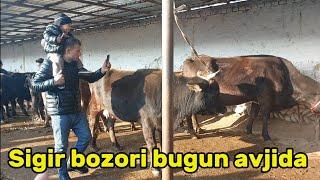 Tergachi mol bozori sigirlar narhlari bilan tanishing 22.11.2024yil