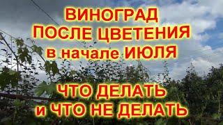 ВИНОГРАД ПОСЛЕ ЦВЕТЕНИЯ в  начале ИЮЛЯ. ЧТО НАДО и ЧТО НЕ НАДО ДЕЛАТЬ на винограднике