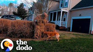 Golden Retriever Is A Hide-And-Seek Mastermind | The Dodo