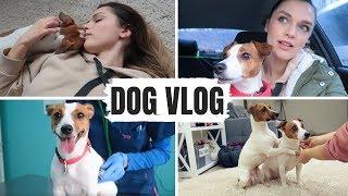 DOG VLOG || ПОХОД К ВЕТЕРИНАРУ/ ПОКУПКИ В ЗООМАГАЗИНЕ/ УЧИМ КОМАНДЫ