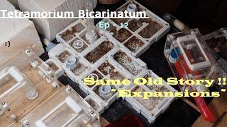 TETRAMORIUM BICARINATUM -Ep - 12 - Same Old Story :D