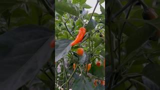 Harvesting Datils and Other Hot Peppers!