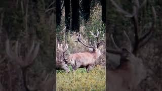 Fantastic red stags. #wildlife_of_gemenc #deer #nature