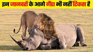 गैंडे को भी मात दे सकते हैं ये जानवर | Animals That Could Defeat A Rhinoceros