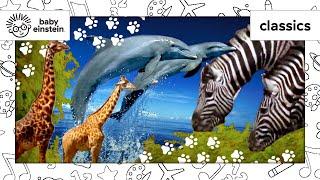 World Animal Adventure | Baby Einstein Classics | Learning Show for Toddlers | Kids Cartoons