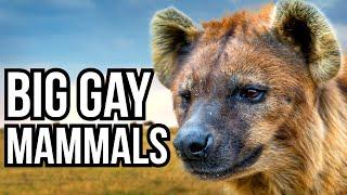 3 Big Gay Animals That Are Gayer Than Gay