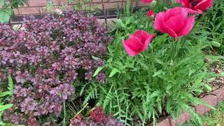 Giant Poppy Flowers in my Front Lawn Garden.