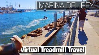 Marina Del Rey, California - Virtual City Walk Treadmill Travel Tour - Sea Lions and Harbor Views 4K